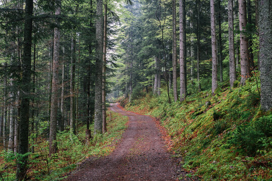 Black Forest