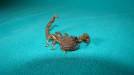 scorpion isolated scorpion on a green background close up yellow scorpion closeup scorpion insects, insect, bugs, bug, animals, animal, wildlife, wild nature, forest, woods, garden, park	