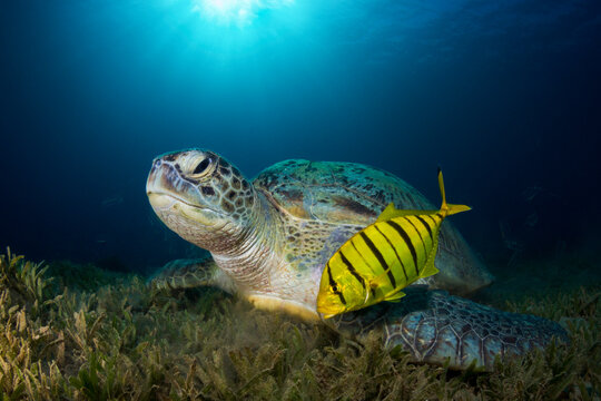 Big green sea turtle portrait