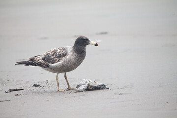 Bird at the sea shore nearing to plastic waste. Nature pollution concept.