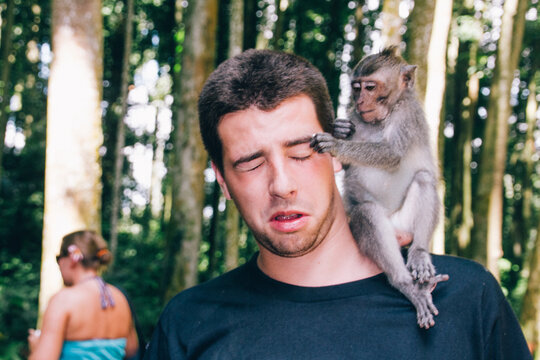 Monkey grabbing young man&Ocirc;&oslash;&Omega;_s piercing on his eyebrow