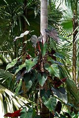 Philodendron climbing on tree trunk, Minas Gerais, Brazil 