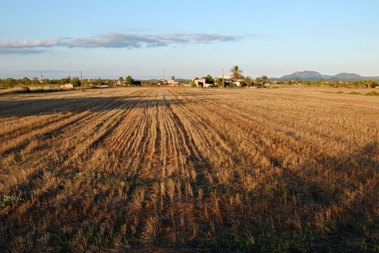Farmland in rural Mallorca