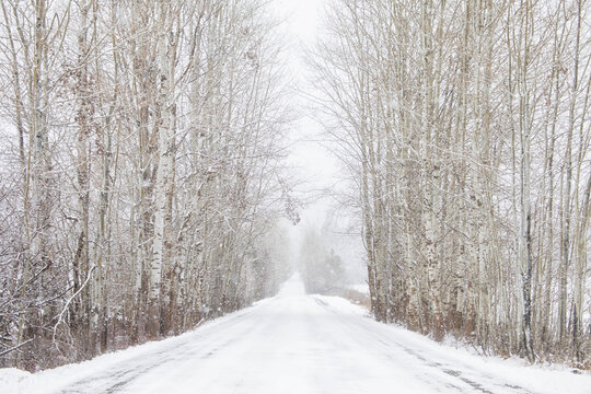 Original winter photograph of a snowy country road lined by barren white quaking aspen trees