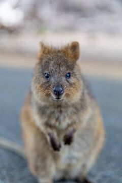 Quokka in habitat