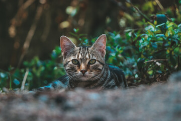 Naklejka na ściany i meble Close-up cat in the natural habitat