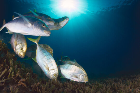 Trevally feeding frenzy