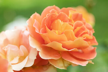 Original botanical close up photograph of a orange rose on a rosebush in the garden