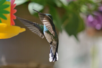White throated hummingbird flying