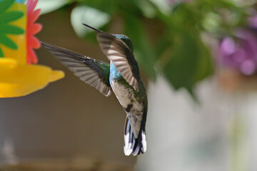 White throated hummingbird flying © Maelia Rouch
