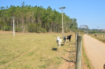 cows on a farm