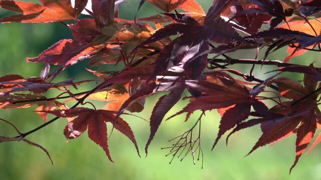 Red Japanese maple leaves on a windy day early fall