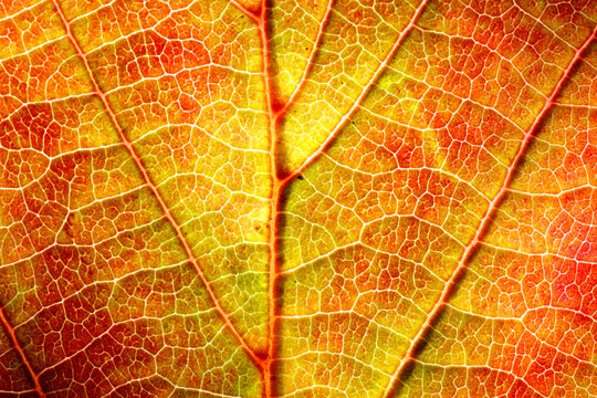 Macro photo of autumn leaf