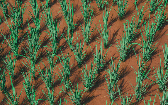 Green rice field pattern