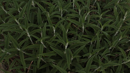 Beautiful background of small green plants growing in  garden.