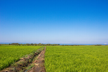 field with blue sky