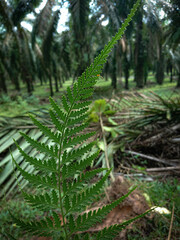 fern in the forest