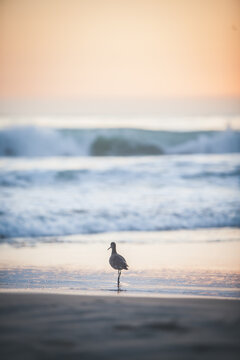 sunset sandpipers