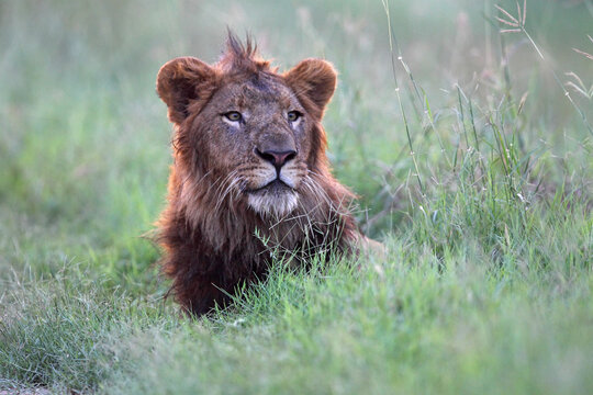 Male Lion Closeup