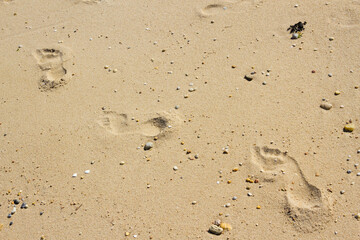 Footsteps in the sand