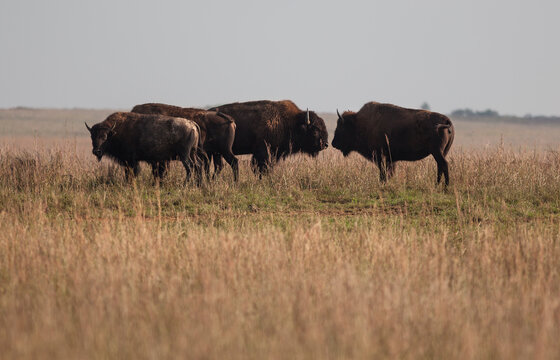 American Bison on Prairie Grasslands