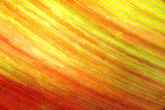 Macro photo of autumn leaf