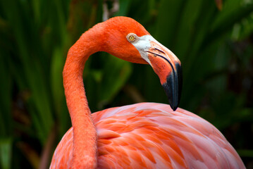Close Up of a Flamingo in Florida