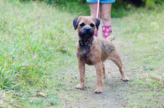 Alert Border Terrier on a lead walking with her owner