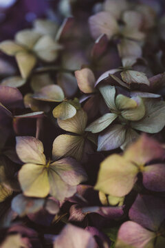 Extreme close-up of dry hydrangea purple and green flowers
