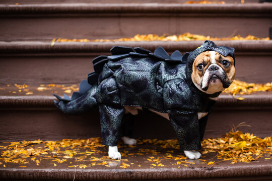 Reggie the Dinosaur Frechie