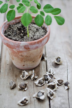 small moringa plant and seed