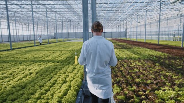 Greenhouse worker in white laboratory coat monitoring irrigation of vegetable plants in hydroponic beds. Modern greenery farm. Eco business. Organic food concept.