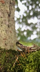 Frog on moss in Japan