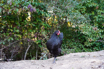 Free range Australorp chickens. Farm animals.