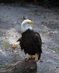 Bald Eagle Stock Photos. Bald Eagle close-up profile view standing on a log with blur background in its habitat and environment. Picture. Portrait. Image.