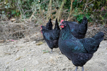 Free range Australorp chickens. Farm animals.