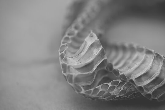 Close Up Of Snakeskin