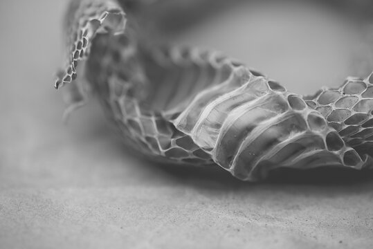 Close Up Image Of A Snake Skin