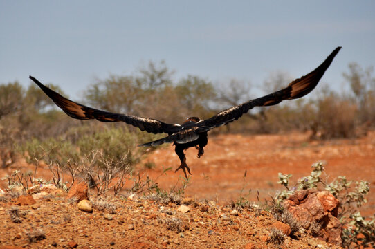 Keilschwanz Bilder Durchsuchen 1,197 Archivfotos, und