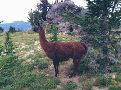 Llama in alpine meadow
