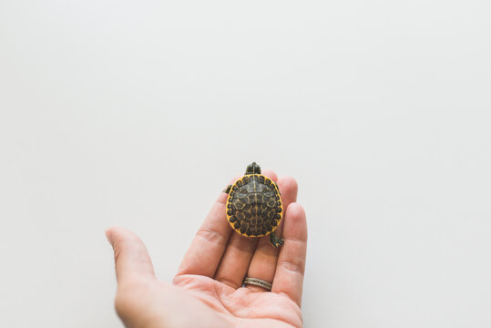 A Baby Snapping Turtle In Hand