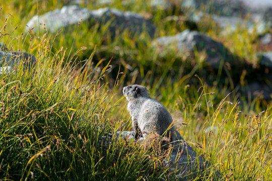 Marmot enjoying the Sun