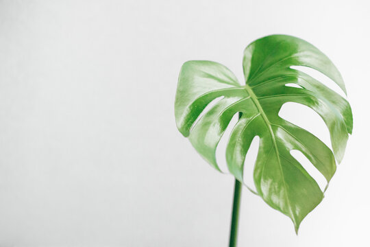 Young philodendron leaf