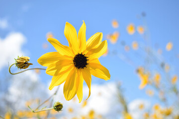 Wild Sunflowers Against a Bright Blue Florida Sky