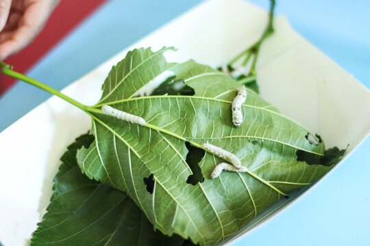Silkworms