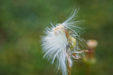 Wildflower that has turned to a white head of fluff.  