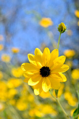 Wild Sunflowers Against a Bright Blue Florida Sky