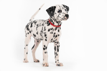 cute puppy dalmatian standing with red collar on white background