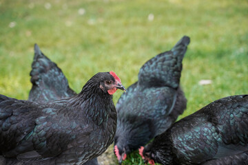 Free range Australorp chickens. Farm animals.