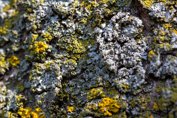 Full frame abstract art background of moss and lichen textures on the bark of a cherry tree, with sunlight, shadows, and copy space